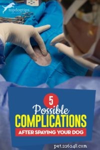 5 possíveis complicações após a esterilização do seu cão