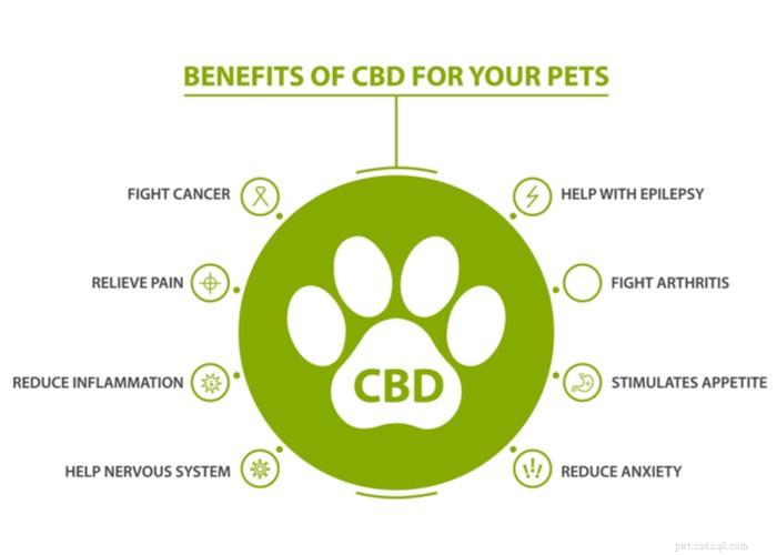 CDB humano para cães:uma alternativa segura para o CBD para animais de estimação?