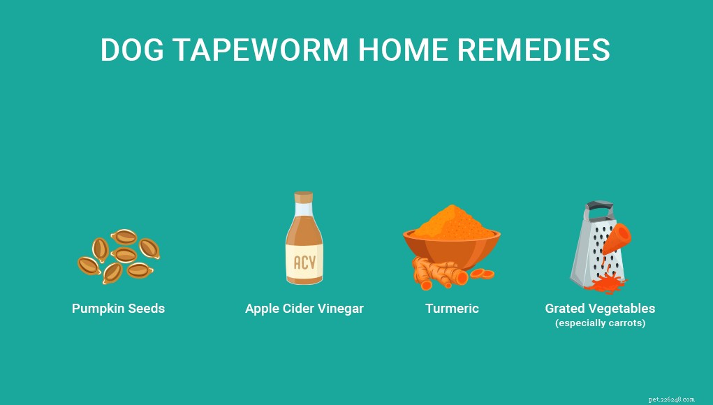 Dog Tapeworm Home Remedies：4 Safe Options