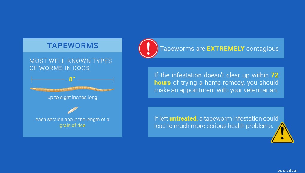 Huismiddeltjes tegen lintworm bij honden:4 veilige opties
