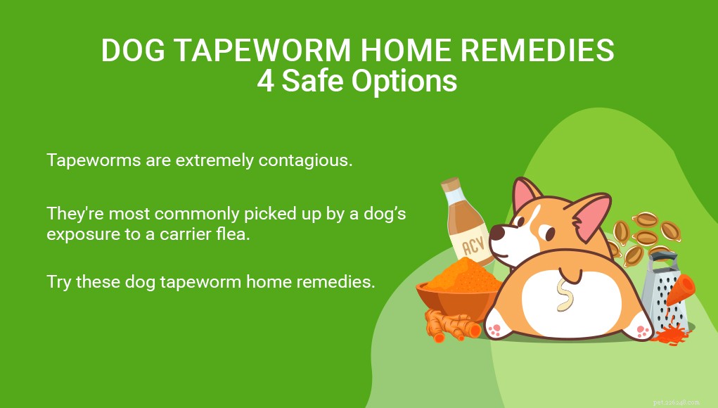 Remèdes maison contre le ténia du chien :4 options sûres