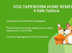 Remédios caseiros para tênia de cachorro:4 opções seguras