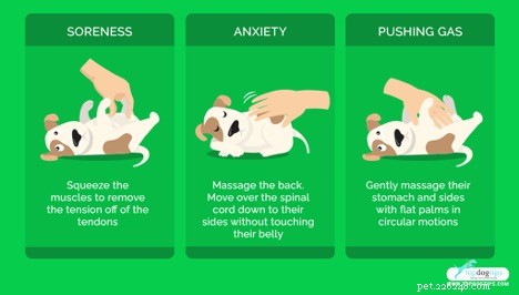 Hur man masserar ut gas från hundar