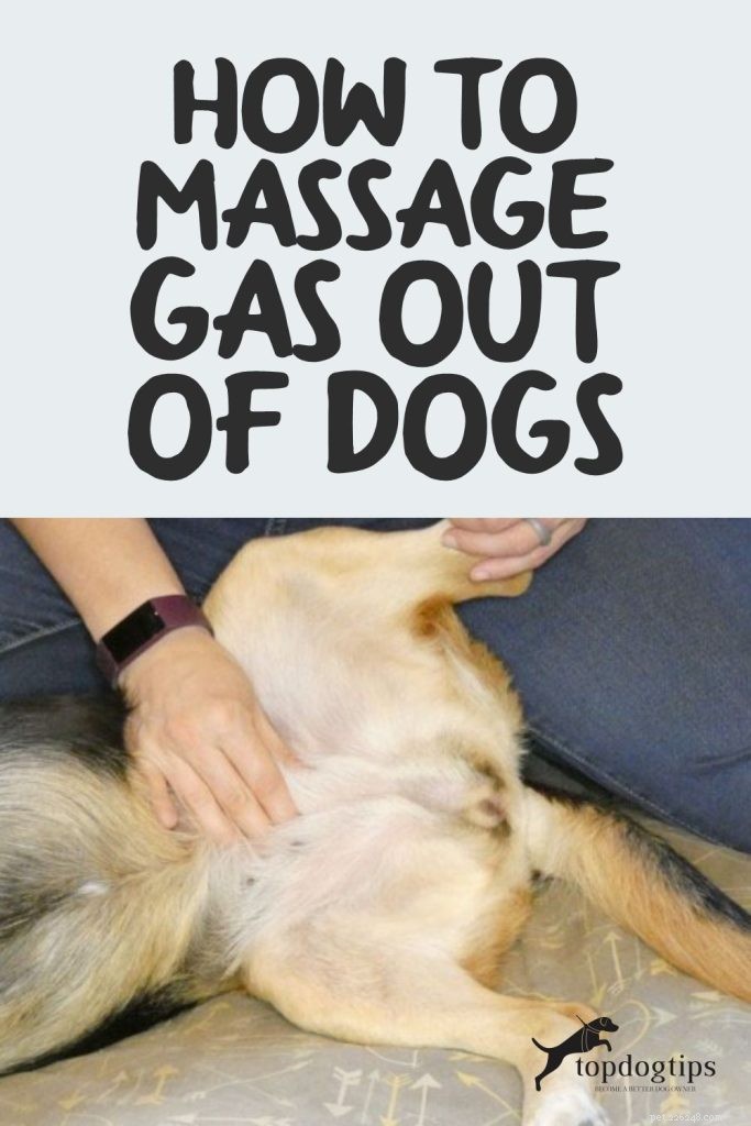 Как массировать газы у собак