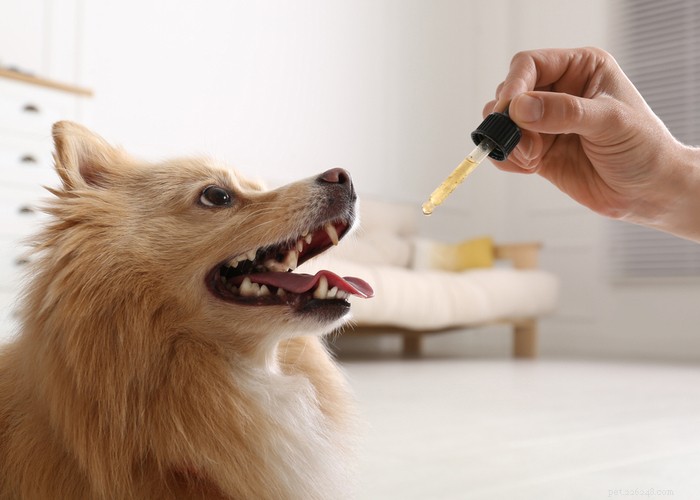 Um veterinário pode receitar óleo de CBD para seus animais de estimação?