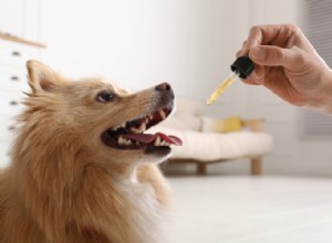 Um veterinário pode receitar óleo de CBD para seus animais de estimação?