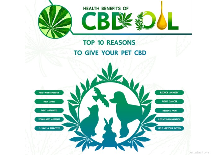 Kan en veterinär ordinera CBD-olja för dina husdjur?