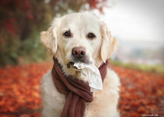 Éternuements inversés chez le chien :causes et traitements