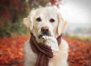 Éternuements inversés chez le chien :causes et traitements