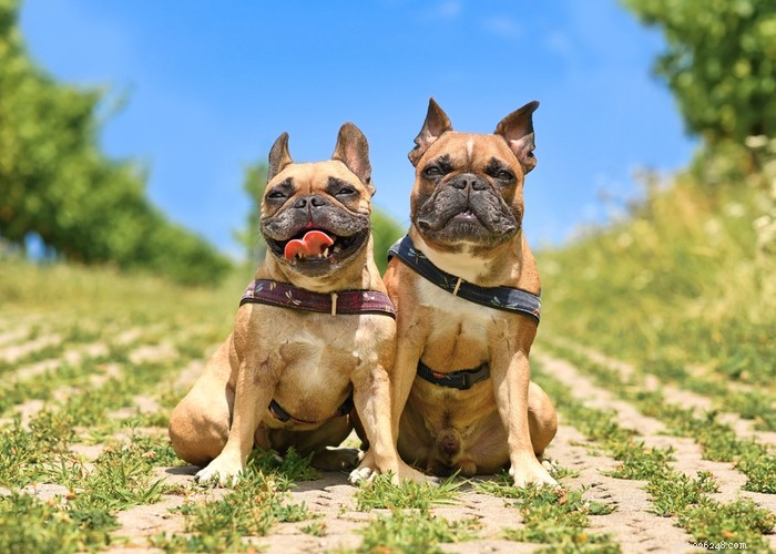Reverzní kýchání u psů:Příčiny a léčba