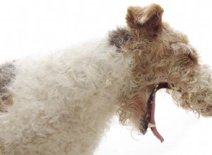 Remédios DIY para tosse de cachorro sem visitar o veterinário
