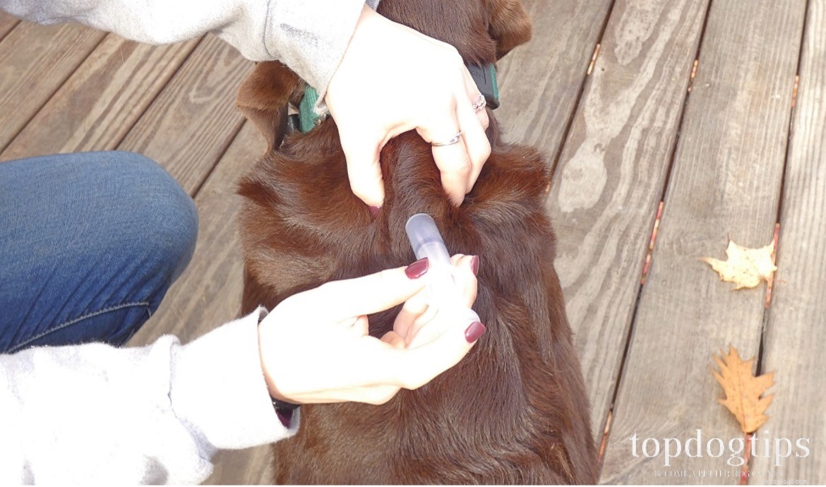 Hoe een hond injecteerbare medicatie te geven