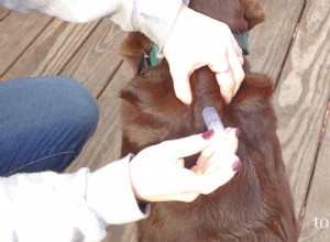 Jak podat psovi injekční léky