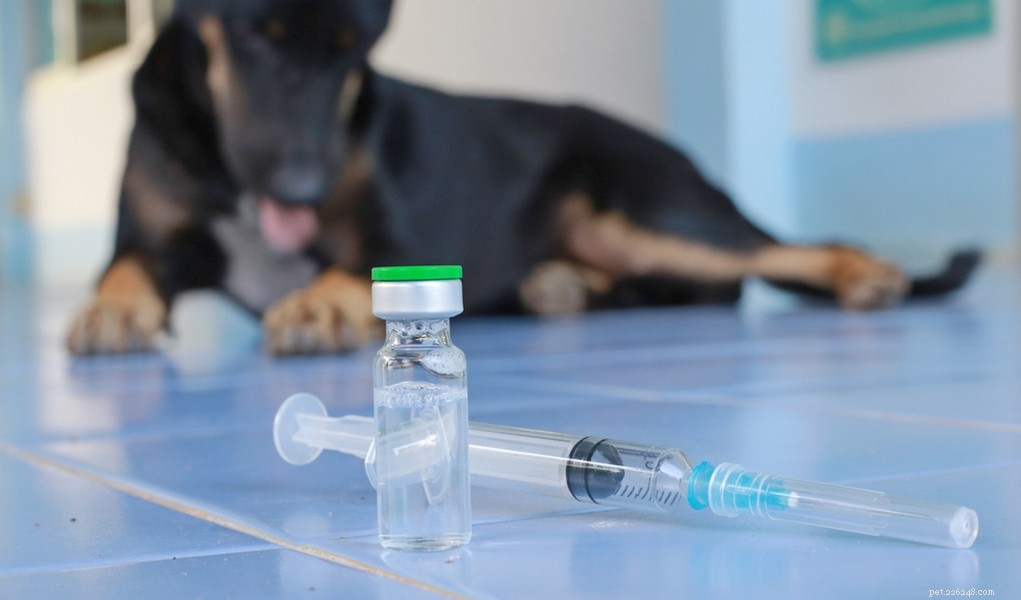 犬に注射薬を与える方法 