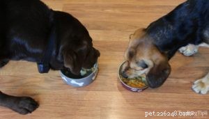 Ricetta:pasto economico per cani fatto in casa