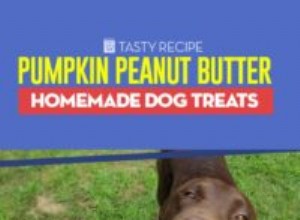 Receita:guloseimas caseiras para cachorro com manteiga de amendoim e abóbora