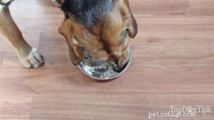 Recept:Domácí krmivo pro psy na struvitové kameny v močovém měchýři