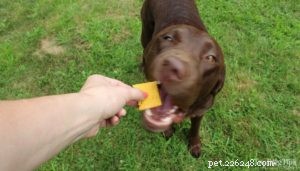 Recette :Friandises maison pour chiens au beurre de cacahuète et à la citrouille