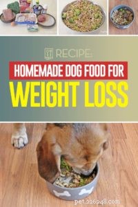 Recept:zelfgemaakt hondenvoer voor gewichtsverlies