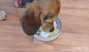 Ricetta:cibo per cani fatto in casa per le allergie