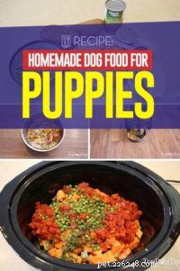 Ricetta:cibo per cani fatto in casa per cuccioli
