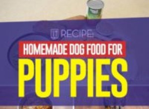 レシピ：子犬のための自家製ドッグフード 
