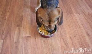Ricetta:cibo per cani fatto in casa per cuccioli