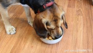 Ricetta:cibo vegetariano per cani fatto in casa