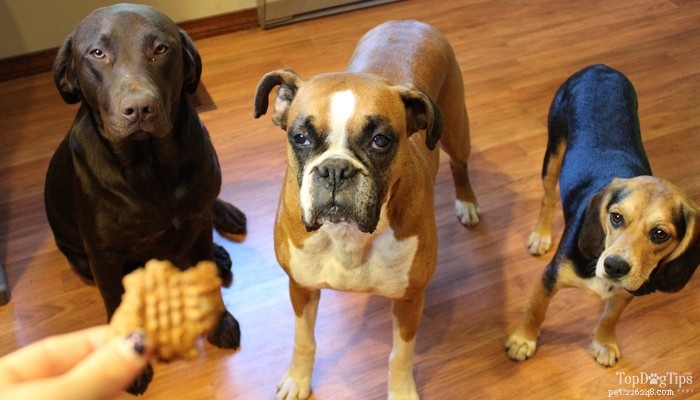 Ricetta:dolcetti vegetariani per cani fatti in casa