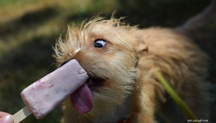Лучшие рецепты замороженных лакомств для собак в жаркие летние дни