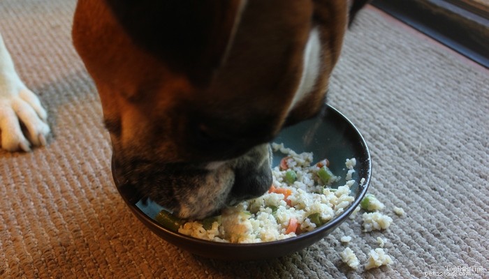 Recette :Nourriture maison pour chiens au poulet, au riz et aux légumes