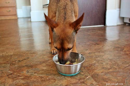10 melhores receitas naturais de comida de cachorro crua caseira