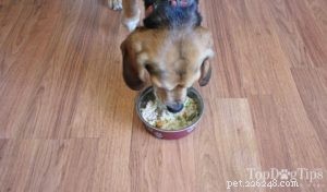 Ricetta:cibo per cani fatto in casa più sano con carne macinata