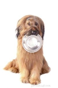 3 recepty na krmivo pro psy (a 1 dezert) pro různé životní fáze