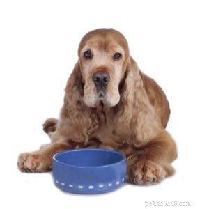 3 ricette di cibo per cani (e 1 dessert) per diverse fasi della vita
