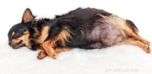 레시피:임신한 개를 위한 집에서 만든 개밥