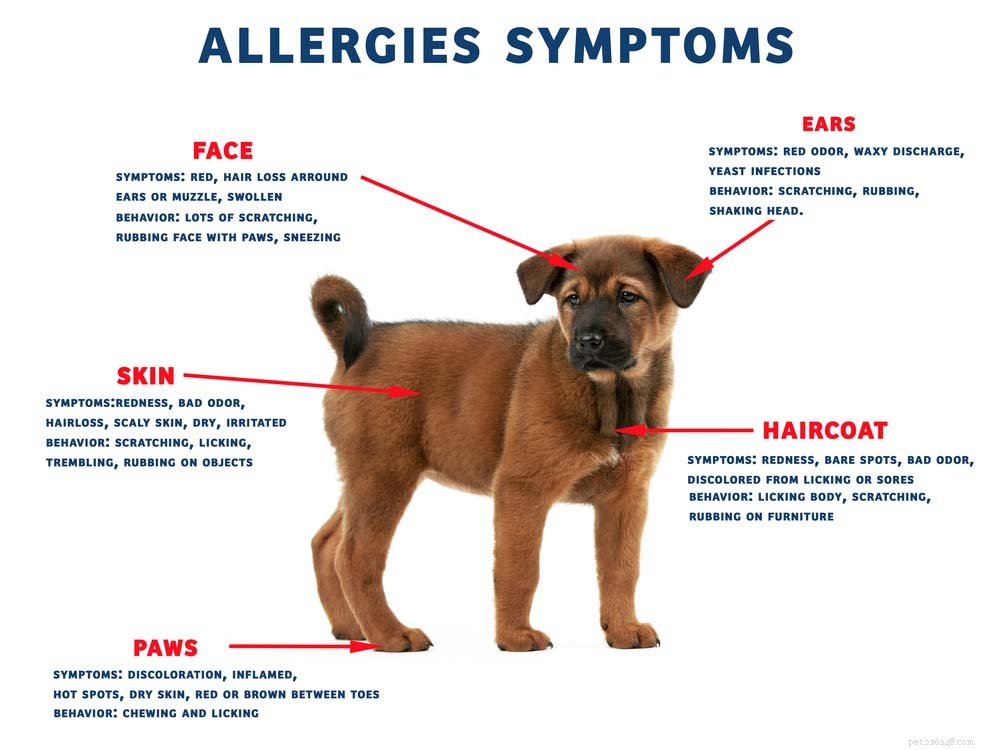 12 рецептов домашнего корма для собак с аллергией
