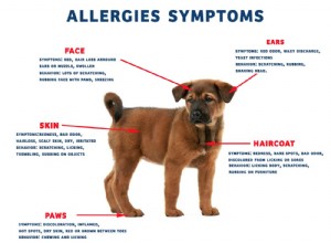 アレルギーを持つ犬のための12の自家製ドッグフードレシピ 