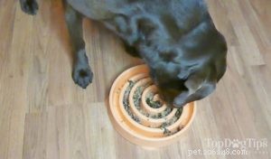 Recette :Nourriture maison pour chiens pour la santé des articulations et des hanches