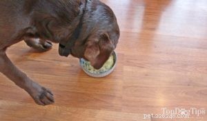 레시피:소화 장애를 위한 집에서 만든 개밥