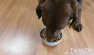 Ricetta:cibo per cani fatto in casa per IBD, IBS e colite