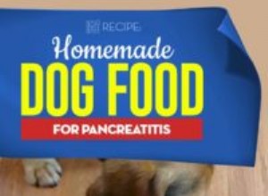 Receita:Comida de cachorro caseira para pancreatite