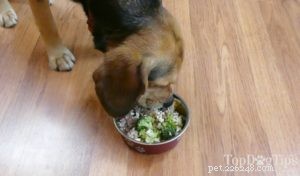 Рецепт:Домашний корм для собак при панкреатите