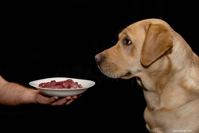 6 výživových pokynů pro bezpečné vaření domácího krmiva pro psy