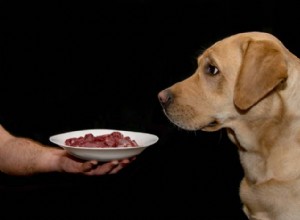 6 näringsriktlinjer för säker hemlagad hundmatlagning