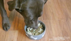 Recept:zelfgemaakt hondenvoer voor artritis