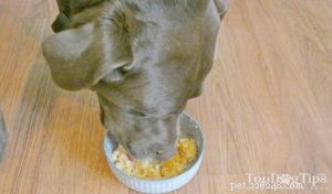 Receita:Comida de cachorro caseira para dor de estômago