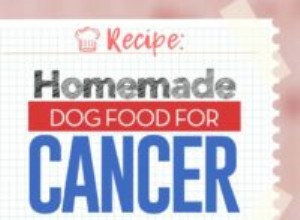 레시피:암을 위한 수제 개밥