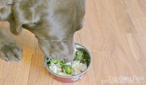 레시피:암을 위한 수제 개밥