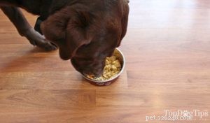 Recept:kalkoen roerbak hondenvoer voor allergieën